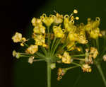 Yellow pimpernel